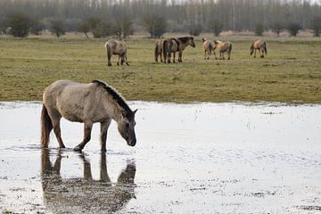 Wild Konikpaard in natuurgebied de Oostvaardersplassen van Sjoerd van der Wal