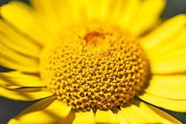 Färber-Hundskammille CloseUp von Mi Vidas Fotodesing