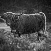 Scottish Highlander black and white by Aron Nijs
