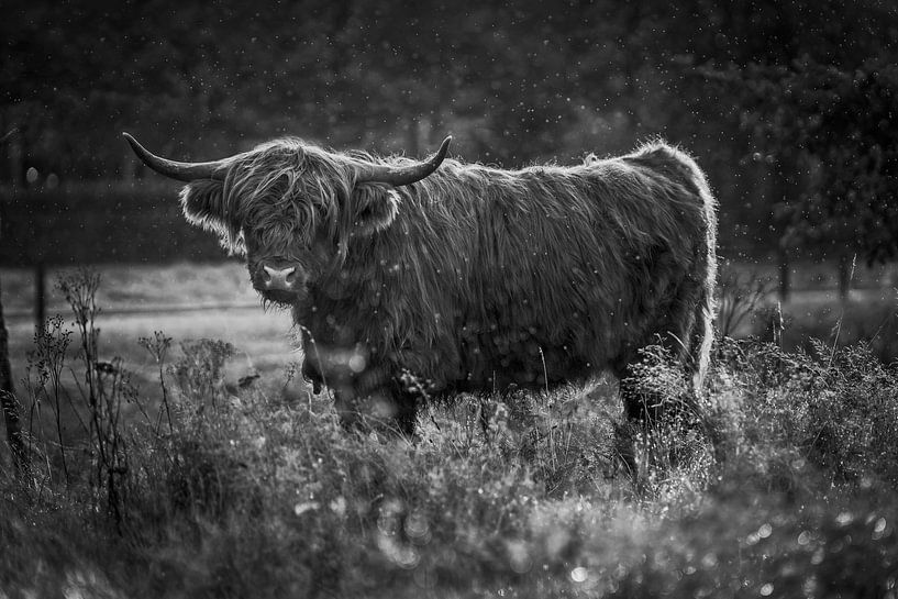 Schottischer Highlander schwarz-weiß von Aron Nijs