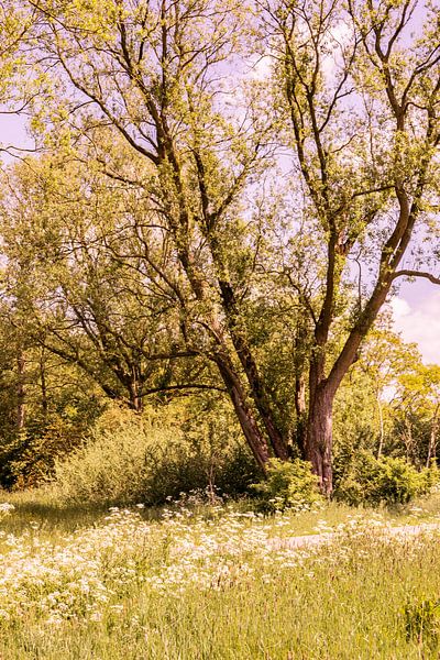 Lage Bergse Bos - Landschaft Nr. 7 von Deborah de Meijer