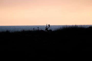 Hirsche bei Sonnenuntergang von Anne Zwagers