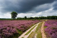 Paarse heide in bloei van Michel van Kooten thumbnail