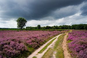 Blühendes violettes Heidekraut von Michel van Kooten