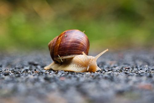 Een wijngaardslak rustig op weg