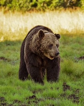 Wilder Braunbär im Sommergras Finnlands