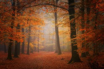 Forêt de rêve . Fond d'écran. sur Saskia Dingemans Awarded Photographer