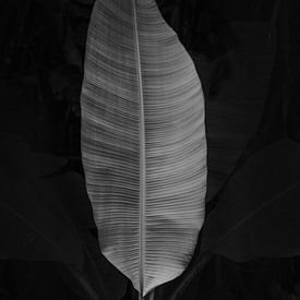 Zwart wit palmblad van Lotte de Graaf