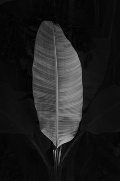 Black and white palm leaf by Lotte de Graaf