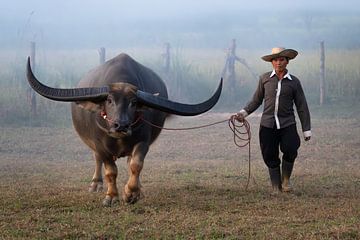Boer met zijn waterbuffel op het veld