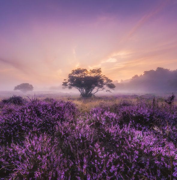 De eenzame Bonsai van Loris Photography