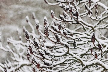 Ondergesneeuwde takken van Percy's fotografie