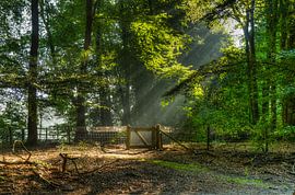 Ochtendgloren by Remy Snippe