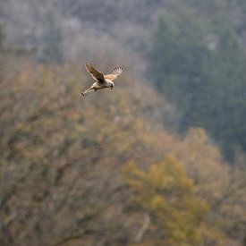op jacht van Sebastian Stef