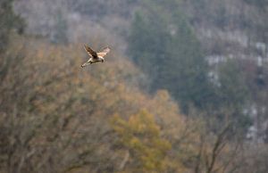 auf der Jagd