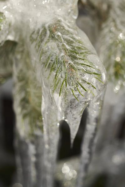 spring is coming! III van Remco Schoonderwoert