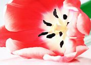 Roter Tulpe von MSP Canvas Miniaturansicht