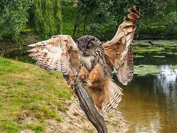 European eagle owl by Loek Lobel