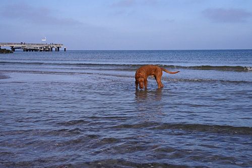 Waterspelletjes aan de Baltische Zee met een Magyar Vizsla.