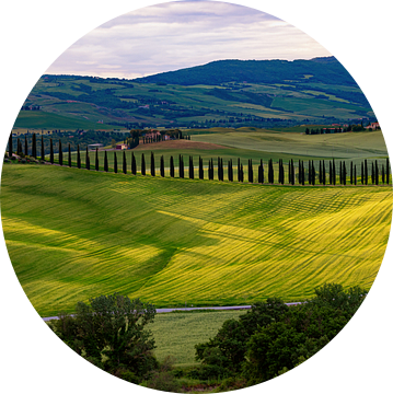 Uitzicht op de cipressenlaan van Agriturismo Poggio Covili van Adelheid Smitt