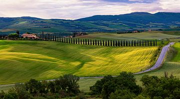 Blick auf die Zypressen-Allee des Agriturismo Poggio Covili von Adelheid Smitt