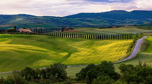 View of the cypress avenue of Agriturismo Poggio Covili