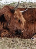 Scottish Highlander