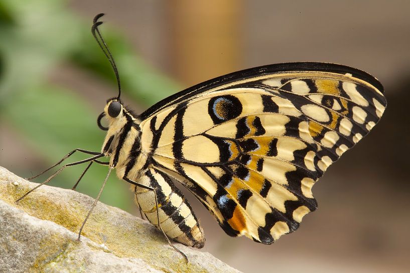 Butterfly by Ronald Kromkamp