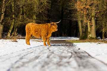 Scottish Highlander in the snow near the Posbank by Rob Kints