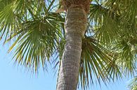 Green iguana in palm tree by Mozzafiato thumbnail