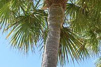 Groene leguaan in palmboom