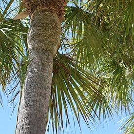 Green iguana in palm tree by Mozzafiato