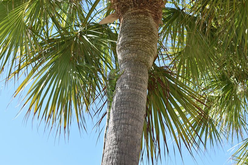 Green iguana in palm tree by Mozzafiato