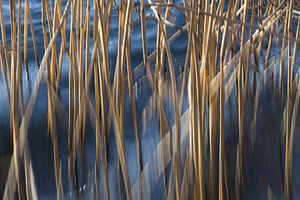 Gouden rietstengels in blauw zeewater bevlekt en in bewegingsonscherpte bewegen in de wind, abstract