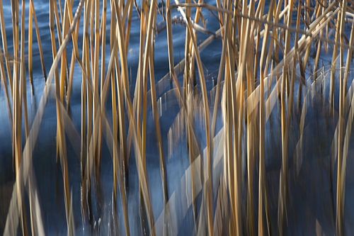 Golden reed stalks in blue sea water smudged and in motion blur are moving in the wind, abstract nat