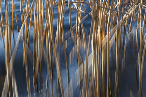 Goldene Schilfhalme in blauem Meerwasser verschmiert und in Bewegungsunschärfe bewegen sich im Wind,