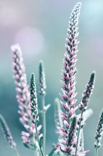 Ähriger Ehrenpreis von Violetta Honkisz