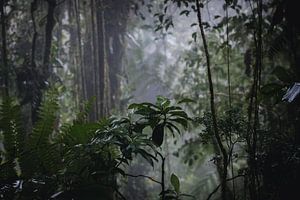 Monteverde Nebelwald – Das mystische Herz Costa Ricas