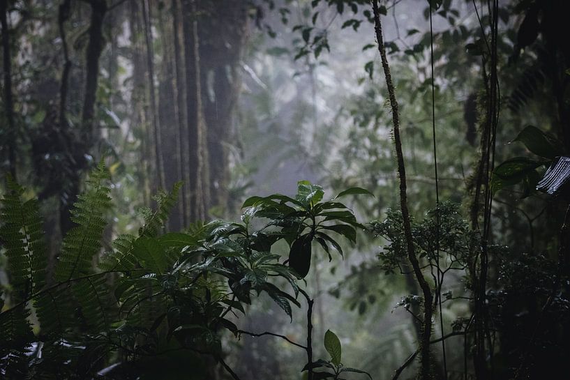 Monteverde Nebelwald – Das mystische Herz Costa Ricas von Rick Massar