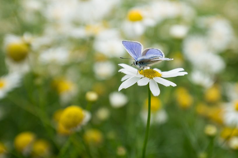 Ikarus blau auf Gänseblümchen von Robben