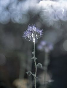 Blumen Teil 157