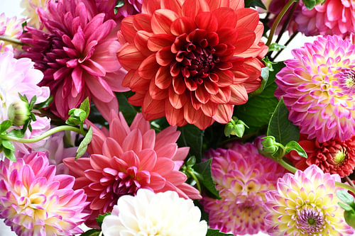 Veldboeket Chrysanten
