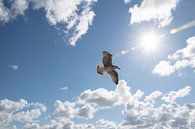 vliegende zeemeeuw in blauwe lucht met zon. van Marjolein Hameleers thumbnail