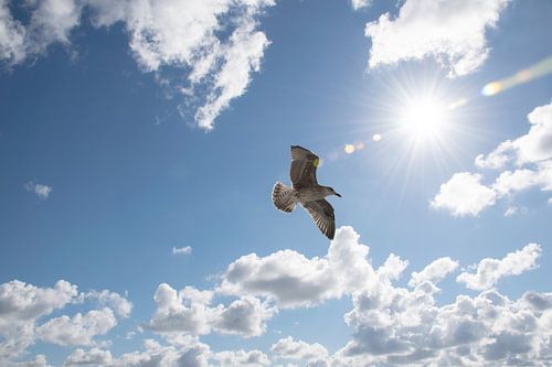 flying seagull in blue sky with sun.
