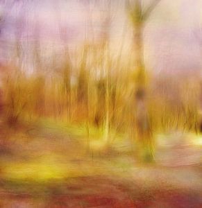 Licht im Wald