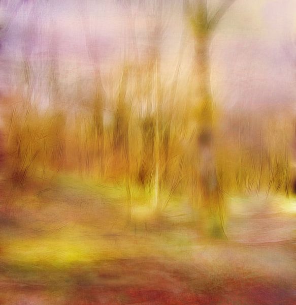 Licht im Wald von Claudia Gründler