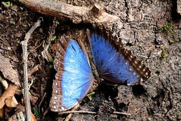 Blauwe 'Morfo' vlinder van Berg Photostore