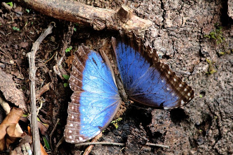 Blue 'Morfo' butterfly by Berg Photostore