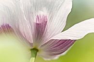 De slaapbol of bolpapaver van Ellen Driesse thumbnail