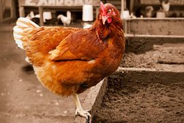 Just a brown hen by Dennis van der Geest